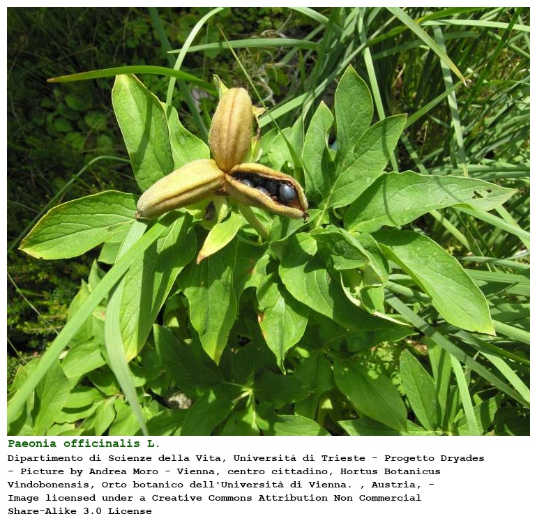 Paeonia officinalis L.